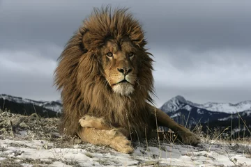 Tableaux ronds sur plexiglas Lion Lion de Barbarie, Panthera leo leo