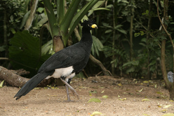 Bare-faced cusassow, Crax fasciolata
