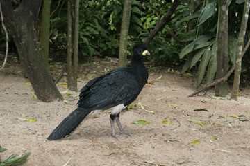 Bare-faced cusassow, Crax fasciolata