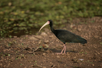 Naklejka premium Bare-faced ibis, Phimosus infuscatus berlepschi