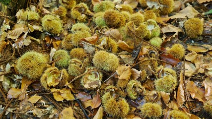 Chestnuts