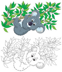 Obraz premium koala on an eucalyptus branch