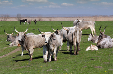 Naklejka na ściany i meble farm with cows on pasture