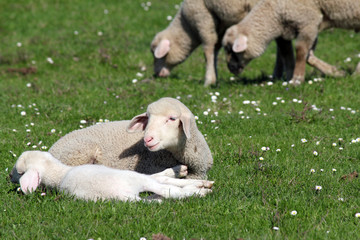 lambs and sheep on pasture © goce risteski