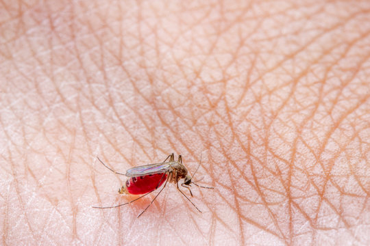 closeup macro photo a mosquito sucking human blood