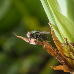 Fly on a dry leaf