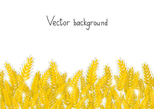 Wheat background - the concept of agriculture