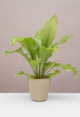 Birds nest fern on table