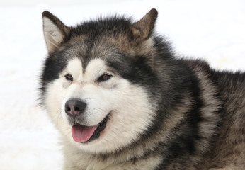 Fototapeta premium Schlittenhund