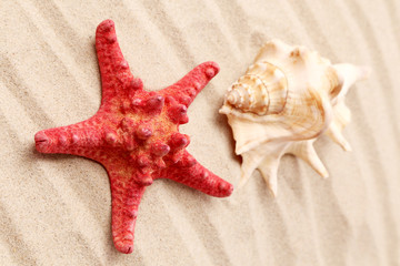 Starfish and seashell on sand.