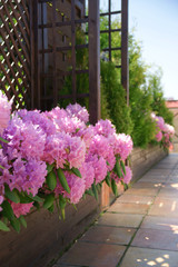 Rhododendron on the terrace - obrazy, fototapety, plakaty