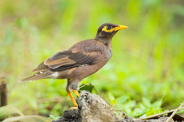 Close up of Common myna,Acridotheres tristis) ) in nature