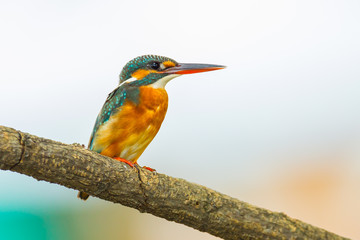 Close up of Common Kingfisher catch on the branch in nature