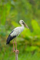 The close up of Open-billed stork or Asian openbill
