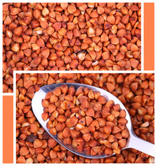 Buckwheat for the backgroundand buckwheat in the spoon.