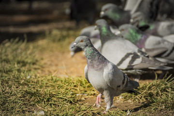 Grey Pigeons