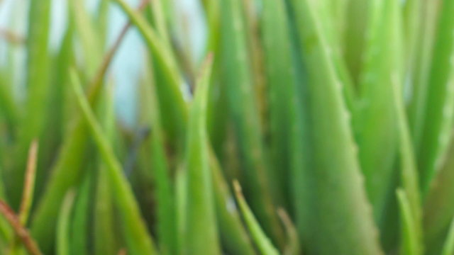 Aloe vera dolly shot focusing