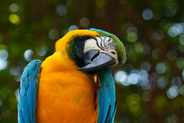 sleeping ara bird © lukasx