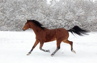 Paso Fino horse galloping in winter
