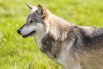 Naklejka na ściany i meble North American Gray Wolf, Canis Lupus