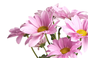 Fototapeta premium bunch of pink daisy flowers on white background