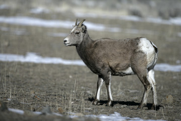 Big horn sheep, Puma concolor