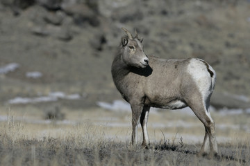 Big horn sheep, Puma concolor