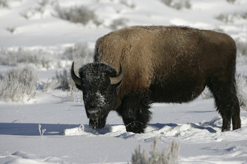 Bison, Bison bison,