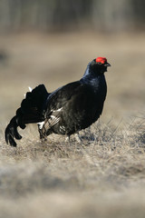 Black grouse, Tetrao tetrix,