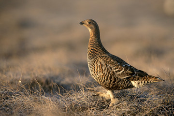 Black grouse, Tetrao tetrix,