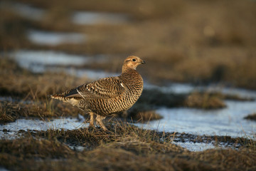 Black grouse, Tetrao tetrix,