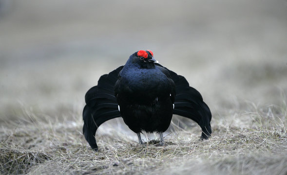 Black grouse, Tetrao tetrix,