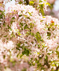 Pink cherry flowers
