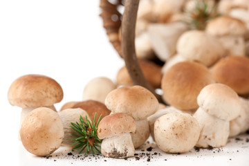 Steinpilze