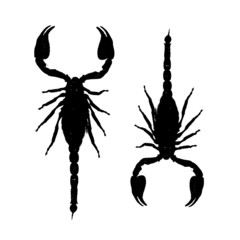 Scorpions, black silhouette for your design