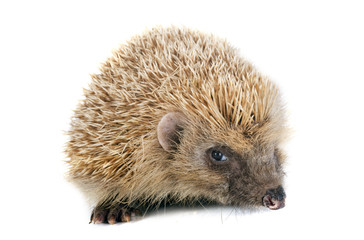hedgehog