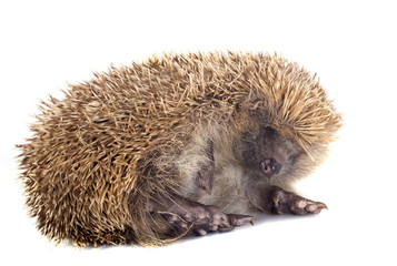 hedgehog