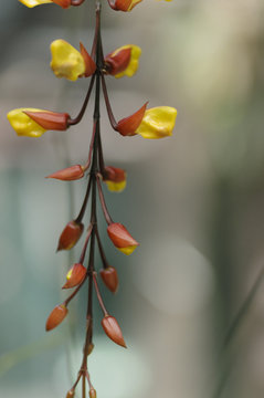 Acanthaceae Thunbergia Mysorensis