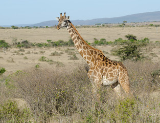 giraffe standing up on the masi mari