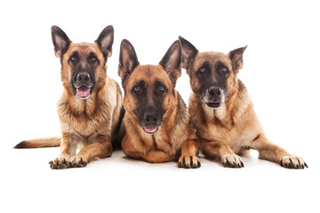 Portray of three german shepherds over white isolated background
