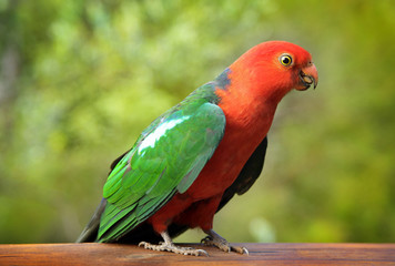 Papagei