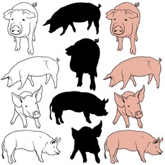 Fototapeta premium Pig Collection