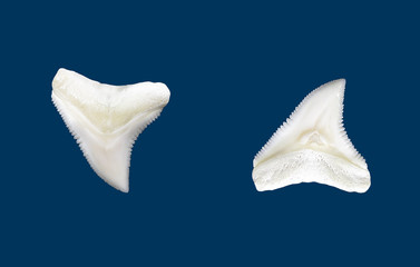 Fototapeta premium Denti di squalo