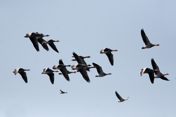 Wild ducks flying on sky