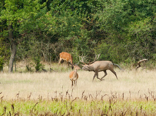 Roaring deer and hind beside forest