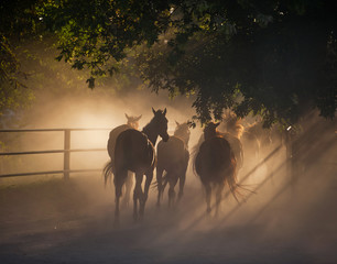 Fototapeta na wymiar Silhouettes of Horses in the Dust at the Ranch.