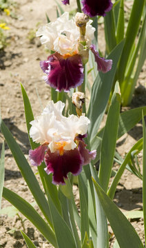 Two irises of violet and white colours