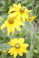 mexican sunflower weed in the Backyard.