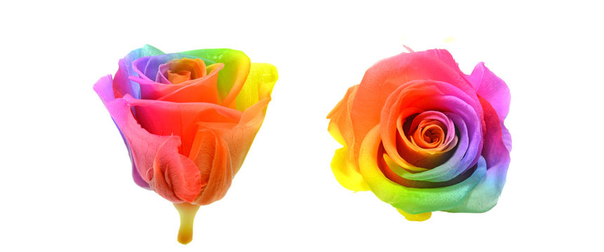 レインボーローズ の画像 19 915 件の Stock 写真 ベクターおよびビデオ Adobe Stock