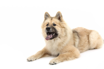 Eurasier